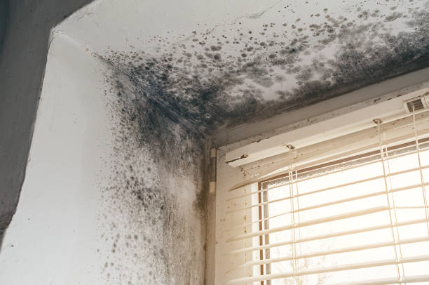 Affordable Mold Remediation solutions in Roosevelt, NJ